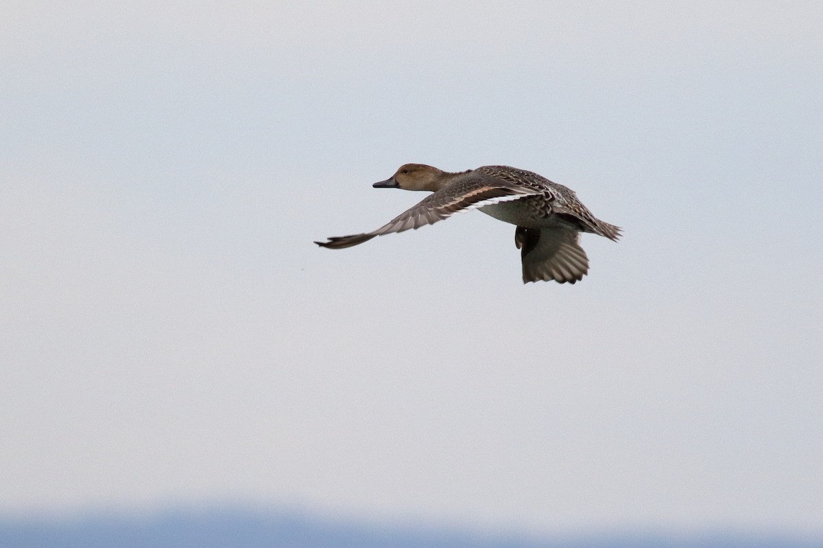 尖尾鴨 - ML644398518