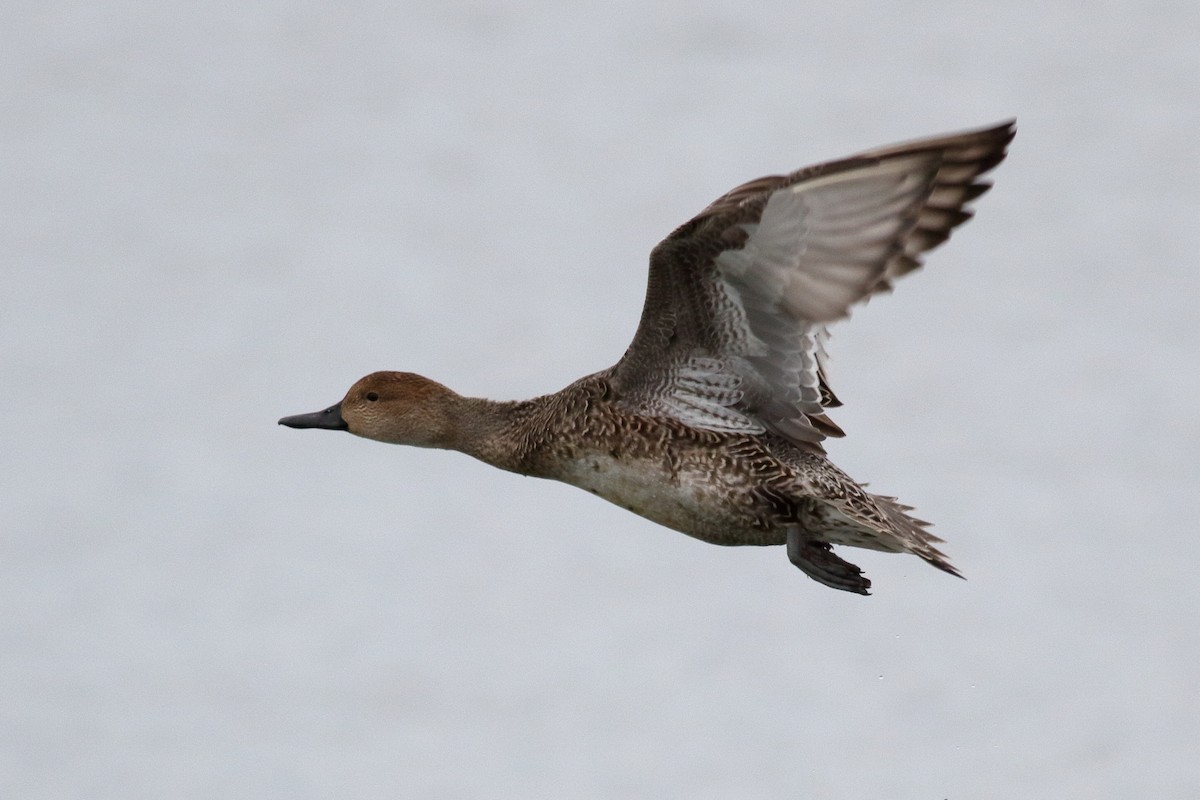 尖尾鴨 - ML644398526