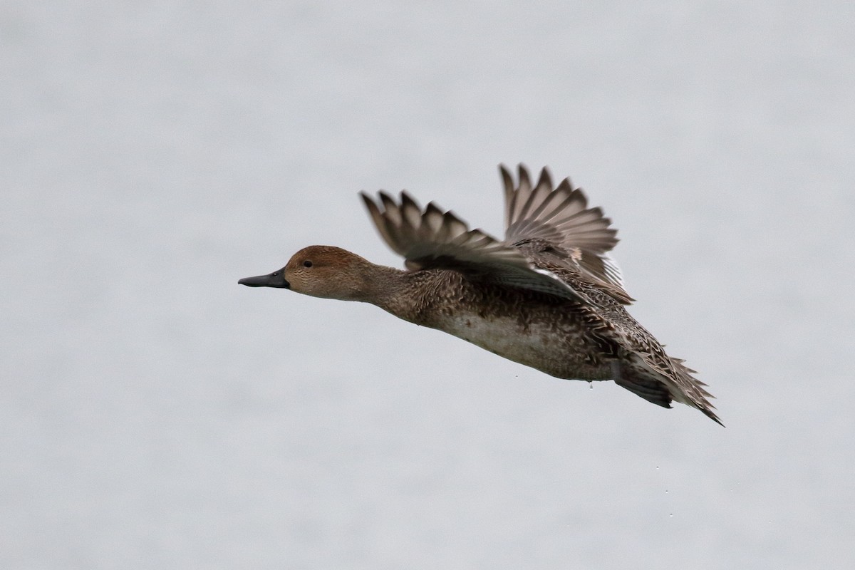 尖尾鴨 - ML644398527