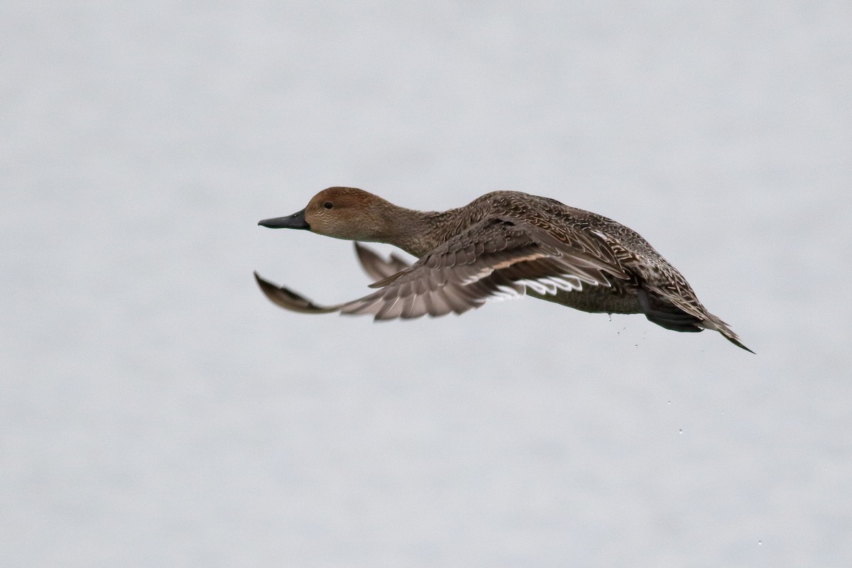 尖尾鴨 - ML644398528