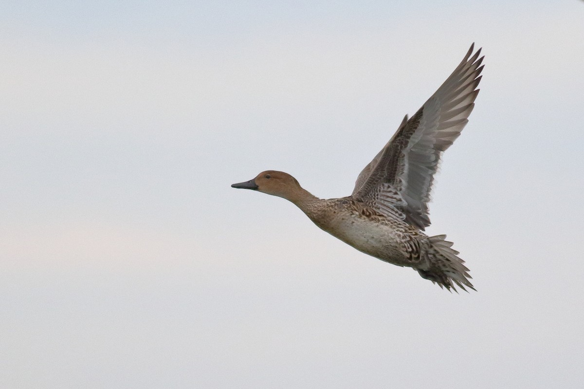 尖尾鴨 - ML644398529