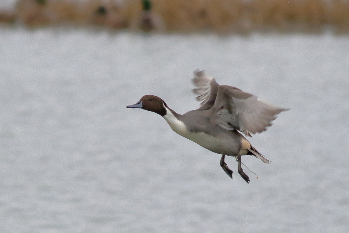 尖尾鴨 - ML644398530