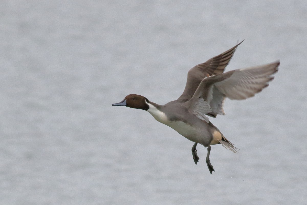 尖尾鴨 - ML644398531