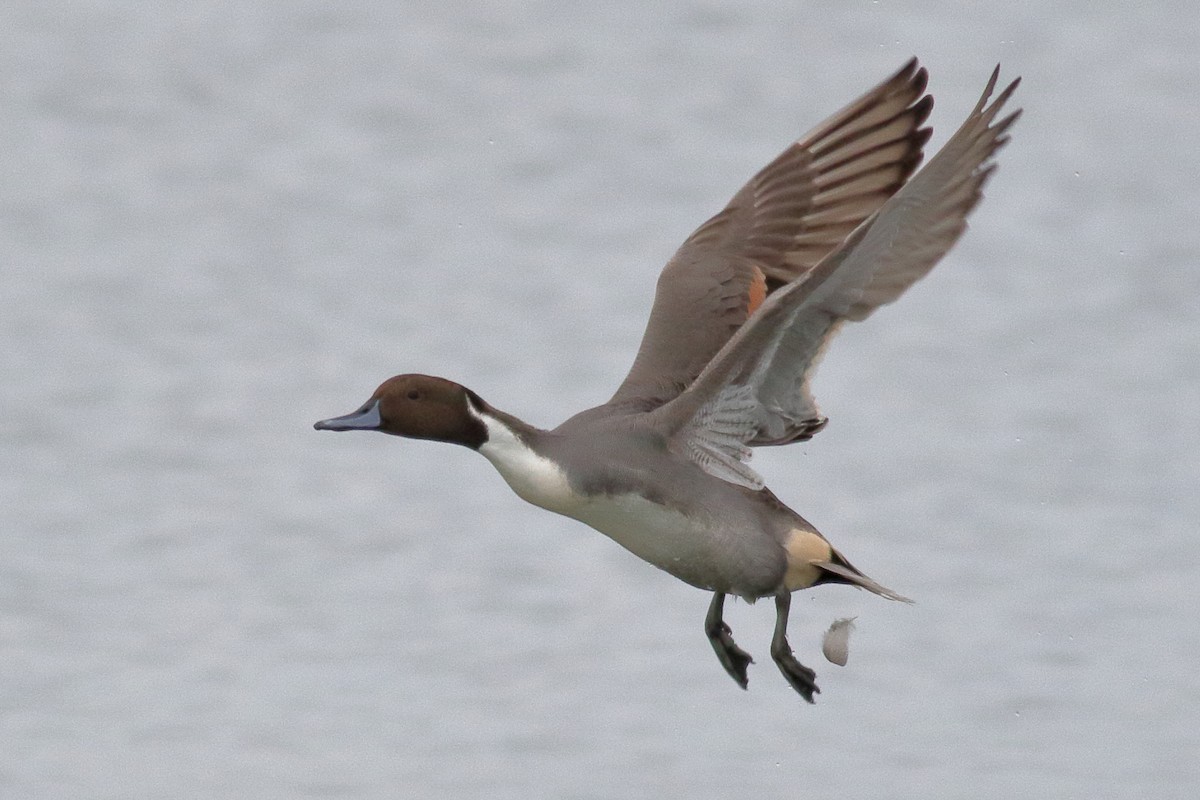 尖尾鴨 - ML644398533