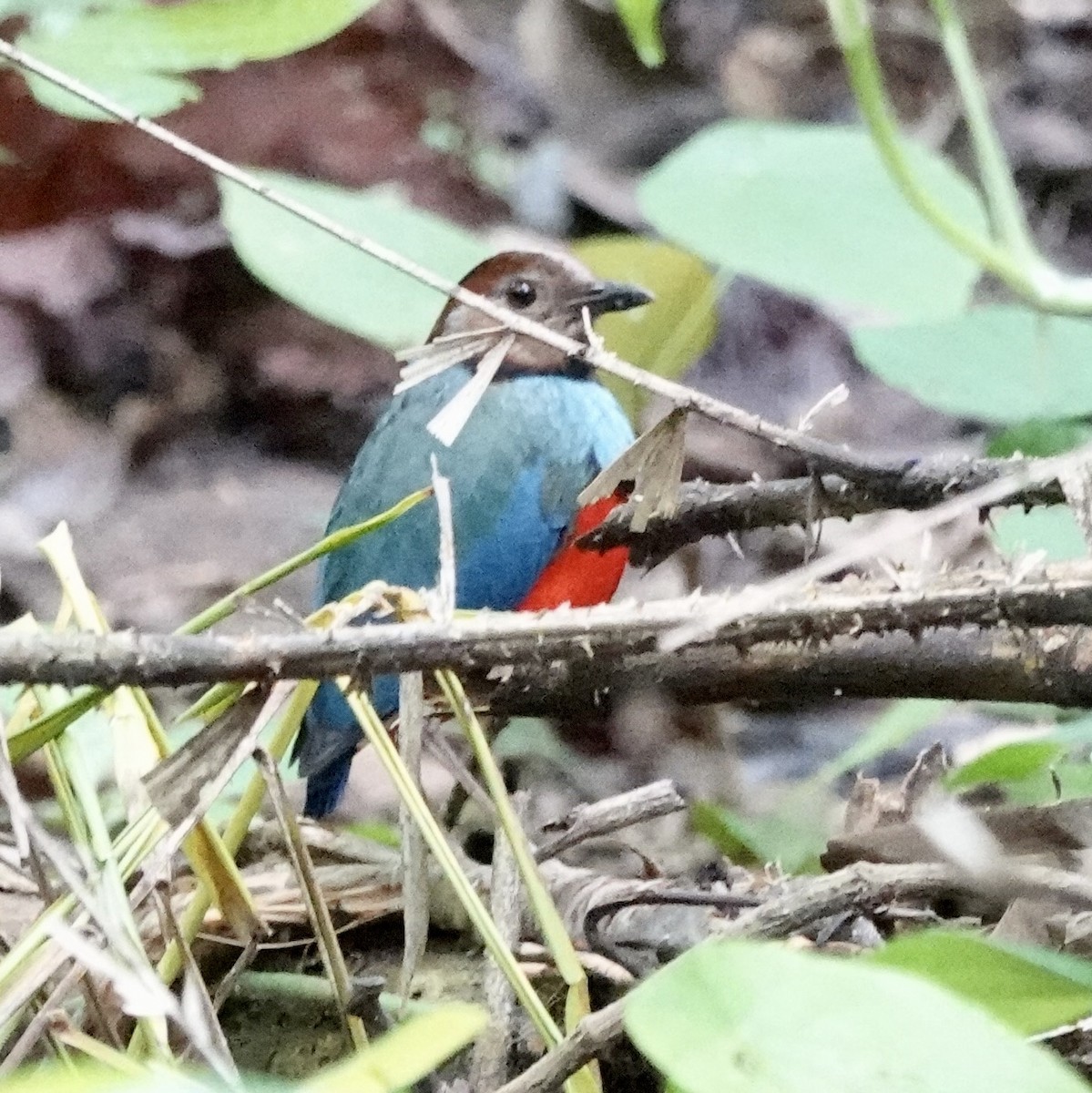 Sulawesi Pitta (Sulawesi) - ML644398535