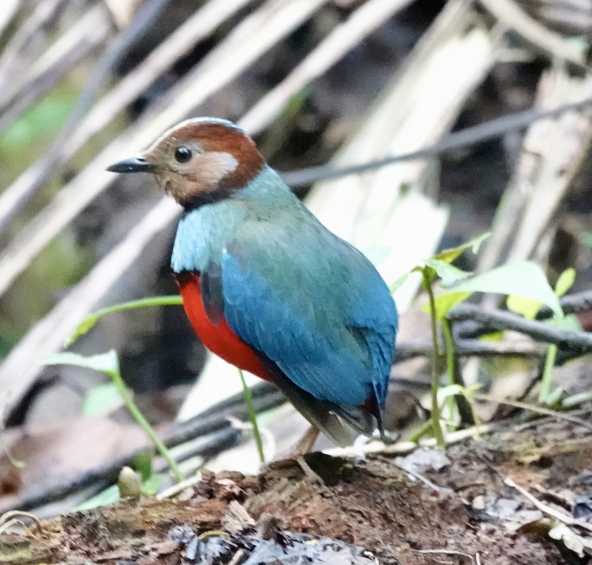 Sulawesi Pitta (Sulawesi) - ML644398536