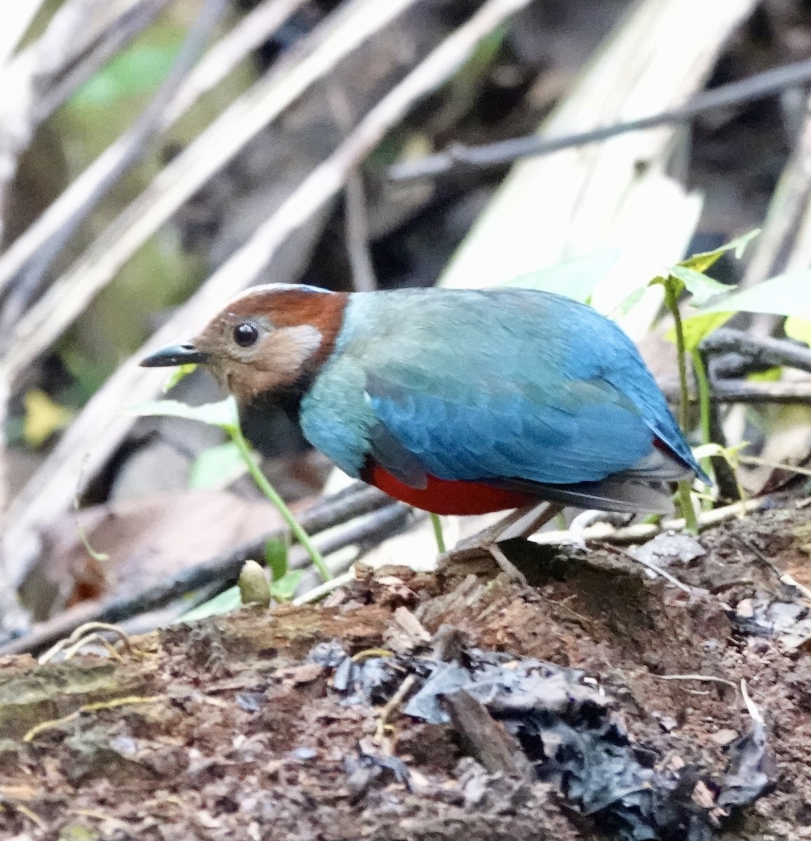 Sulawesi Pitta (Sulawesi) - ML644398537