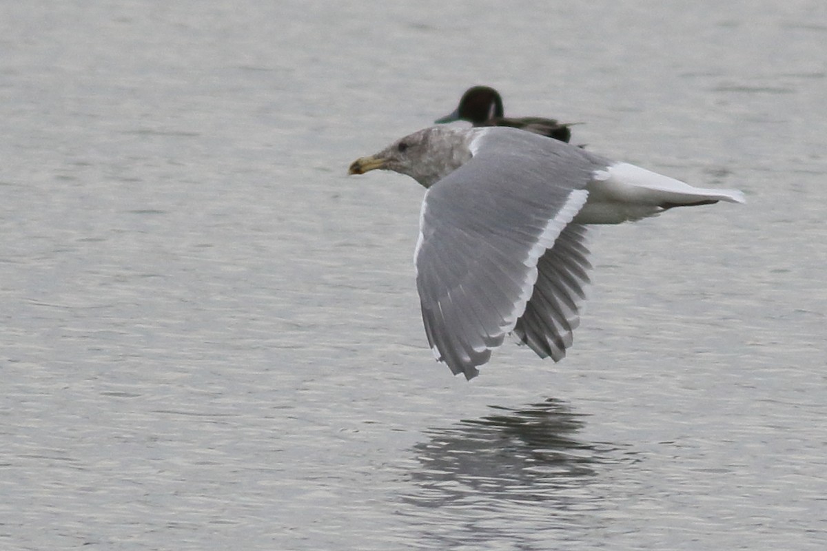 Western x Glaucous-winged Gull (hybrid) - ML644398538