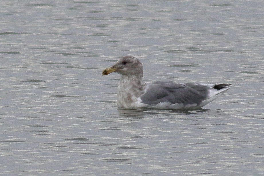 Western x Glaucous-winged Gull (hybrid) - ML644398539