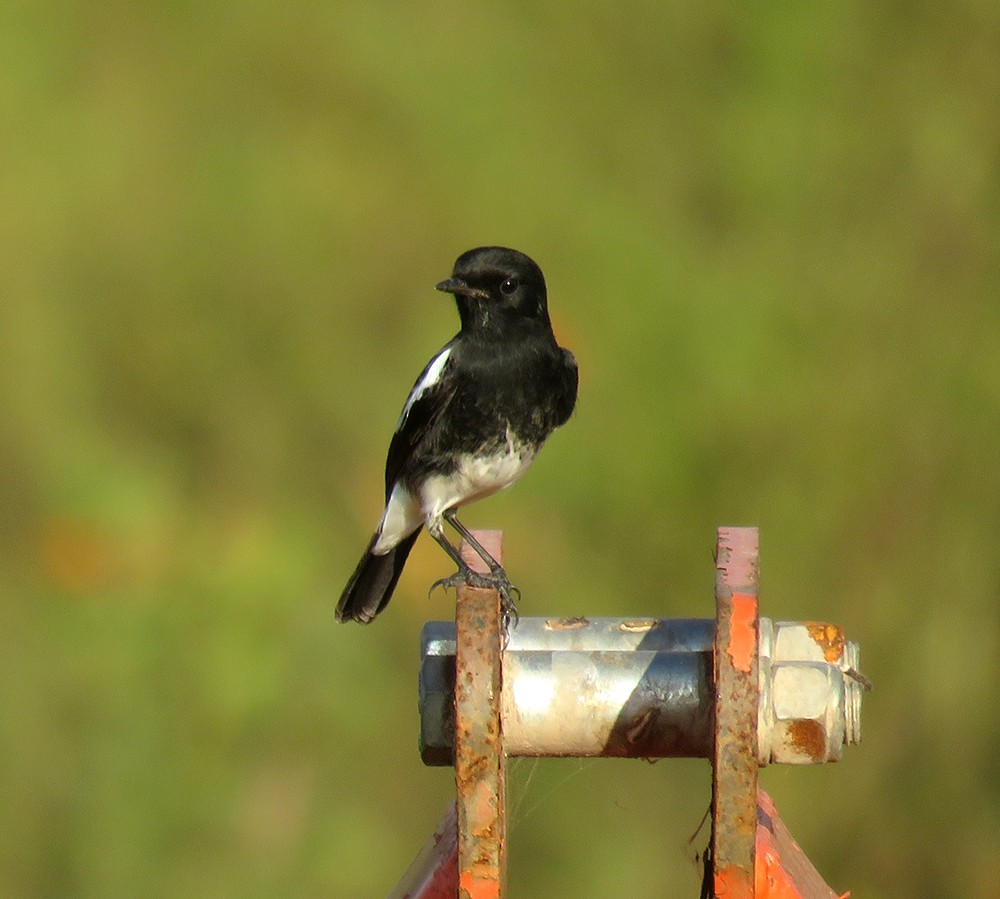 bramborníček černobílý - ML644398546