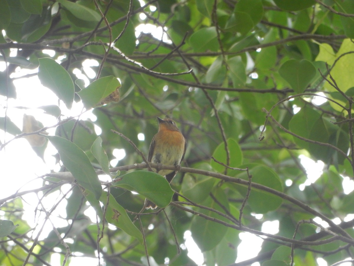 Hainan Blue Flycatcher - ML644398556