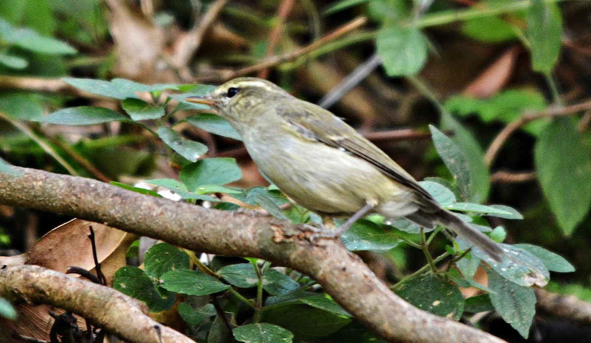 Greenish Warbler - ML644398559