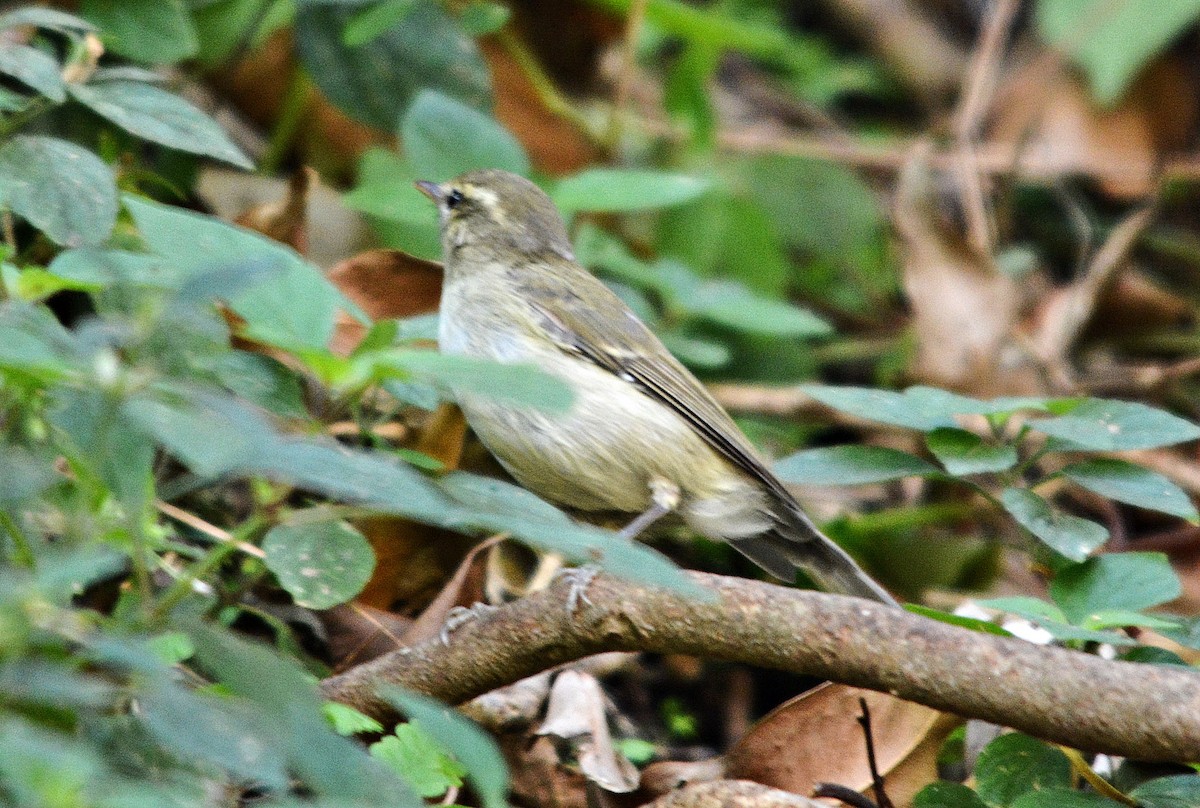 Greenish Warbler - ML644398560