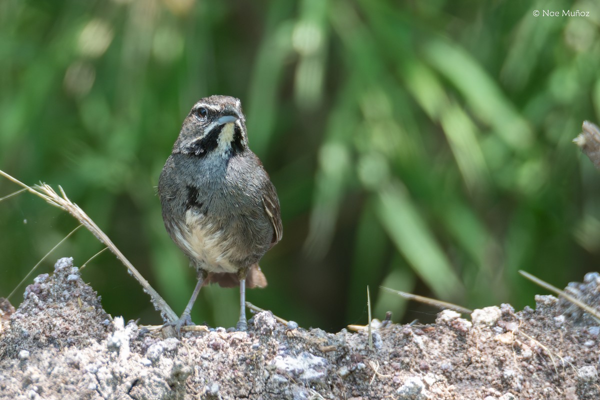 Five-striped Sparrow - ML644398565