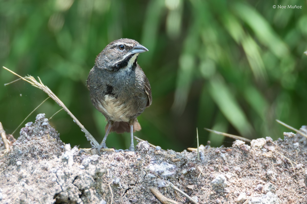 Five-striped Sparrow - ML644398566