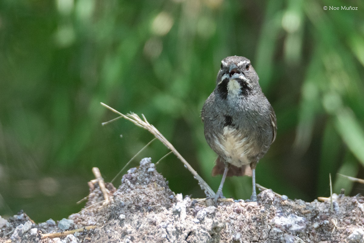 Five-striped Sparrow - ML644398567