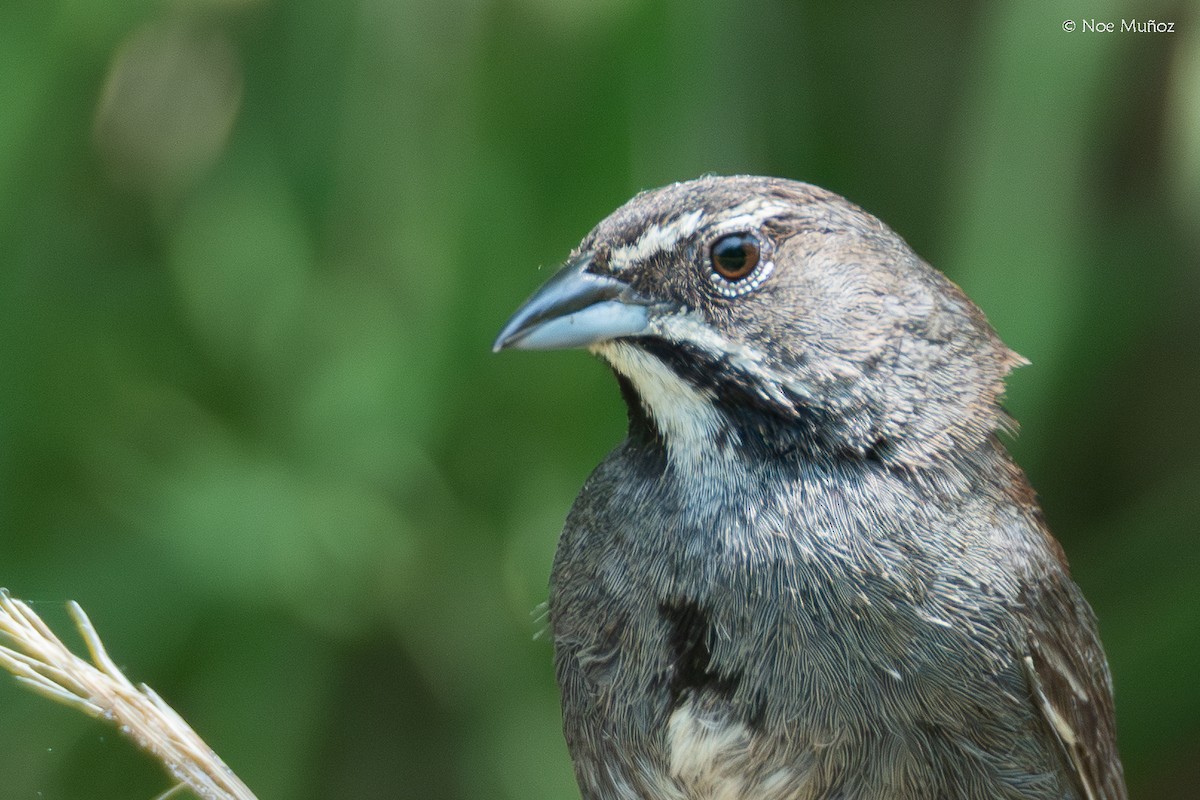 Five-striped Sparrow - ML644398570