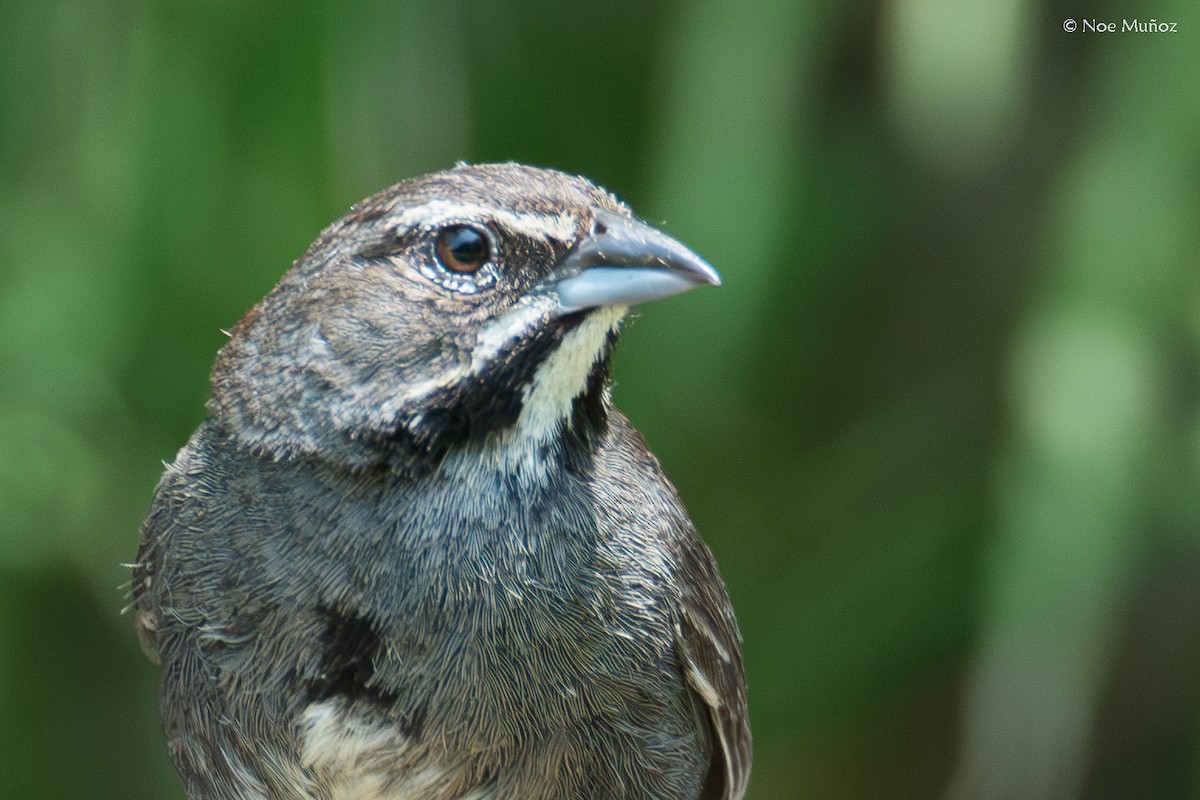 Five-striped Sparrow - ML644398571
