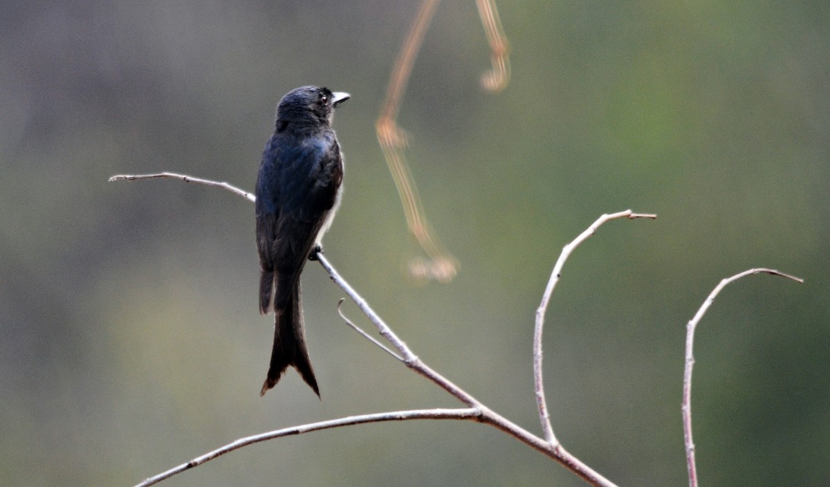 Ak Karınlı Drongo - ML644398581