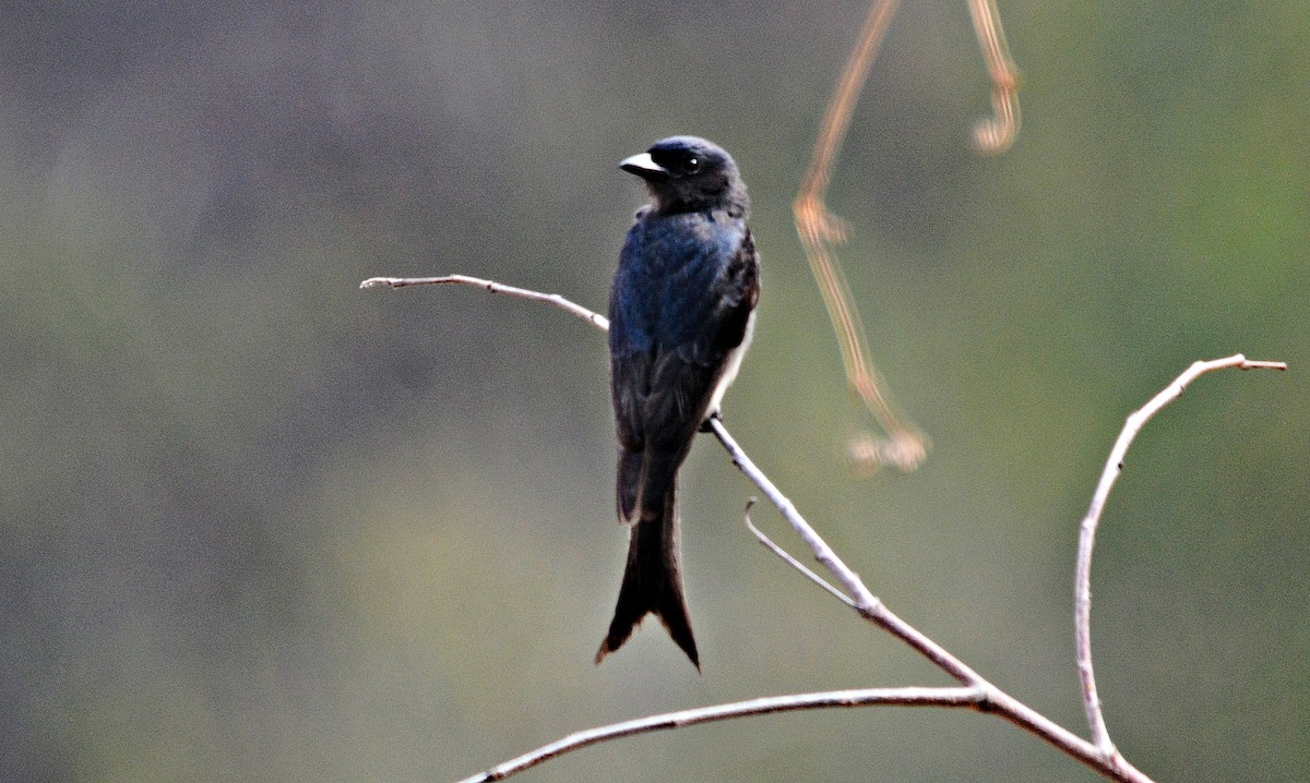 Ak Karınlı Drongo - ML644398582