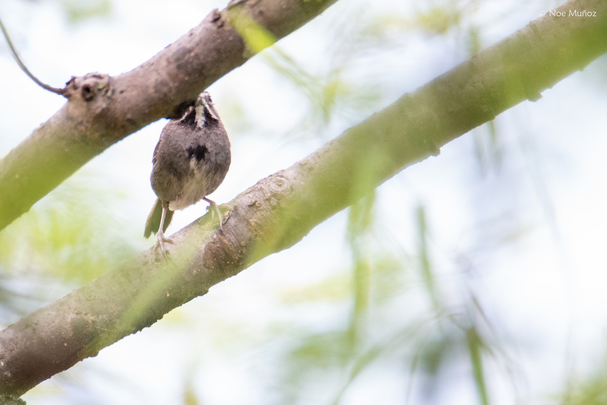 Five-striped Sparrow - ML644398602