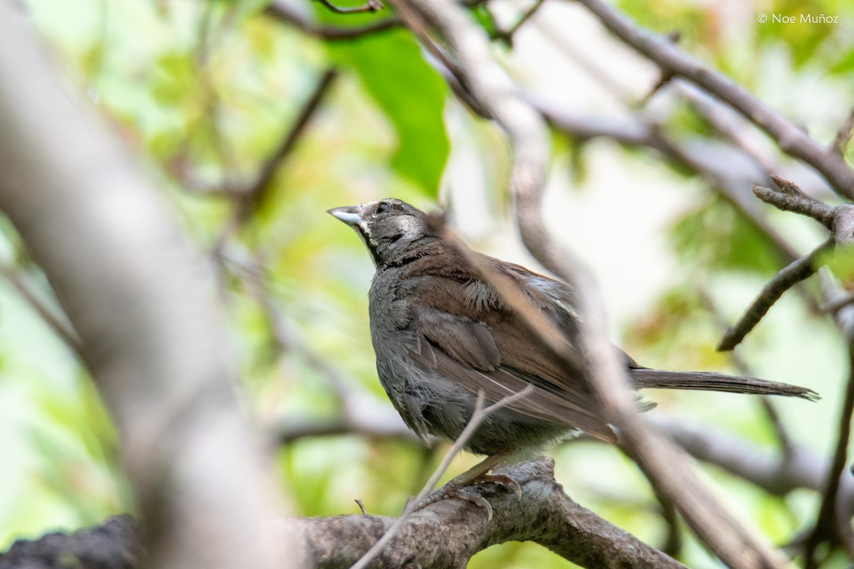 Five-striped Sparrow - ML644398603