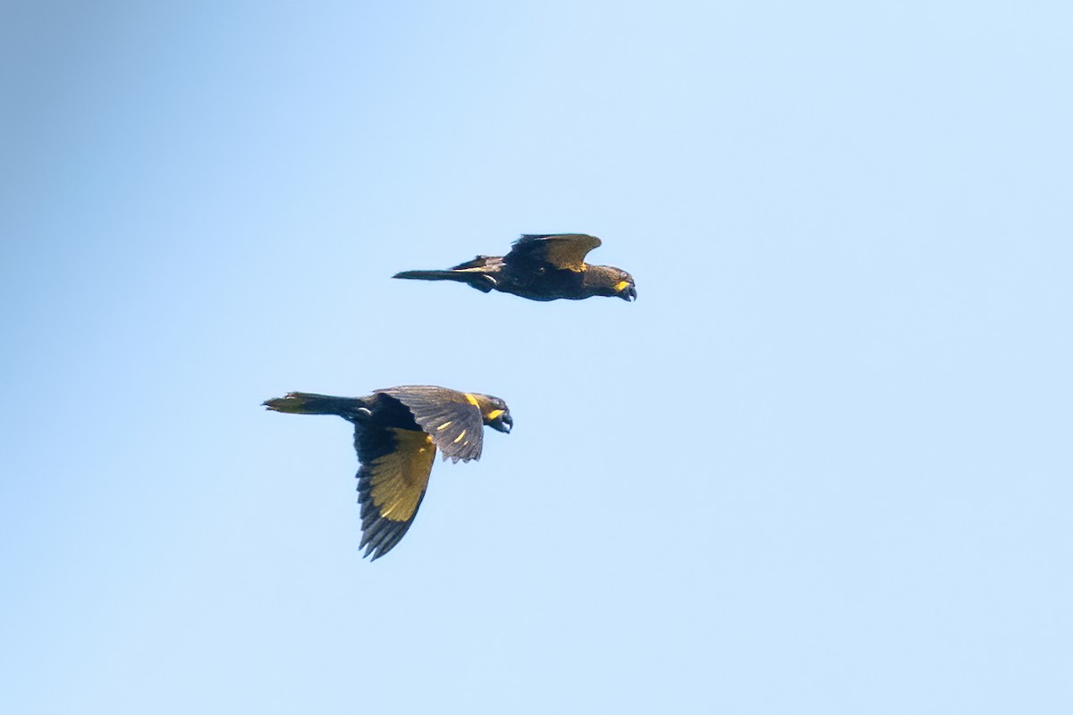 Brown Lory - ML644398636
