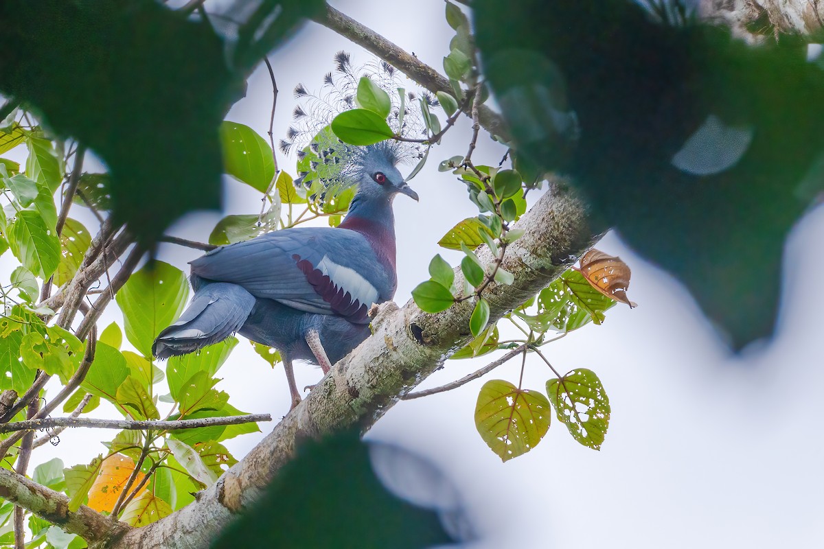 Веероносный голубь - ML644398643