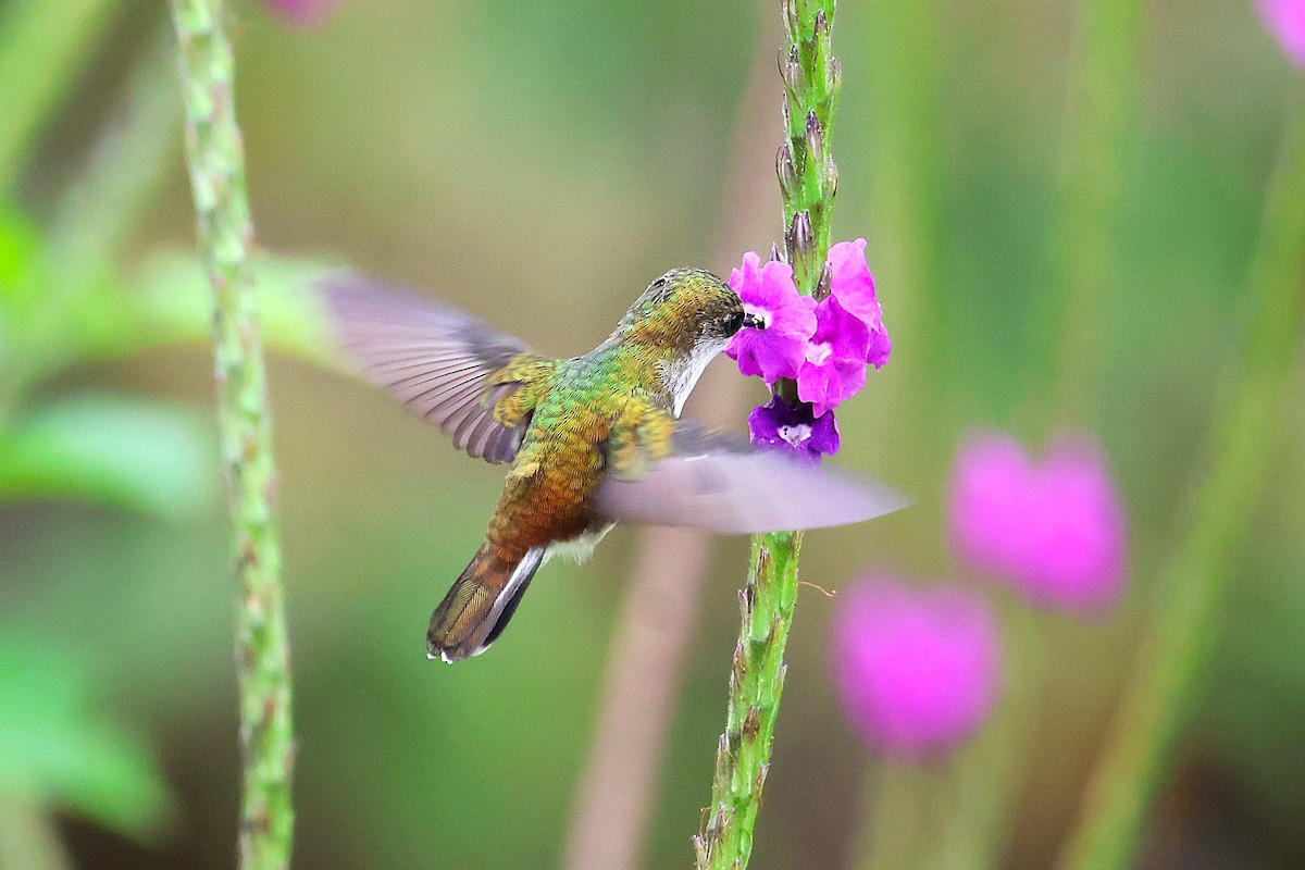 Snowcap - ML644398646