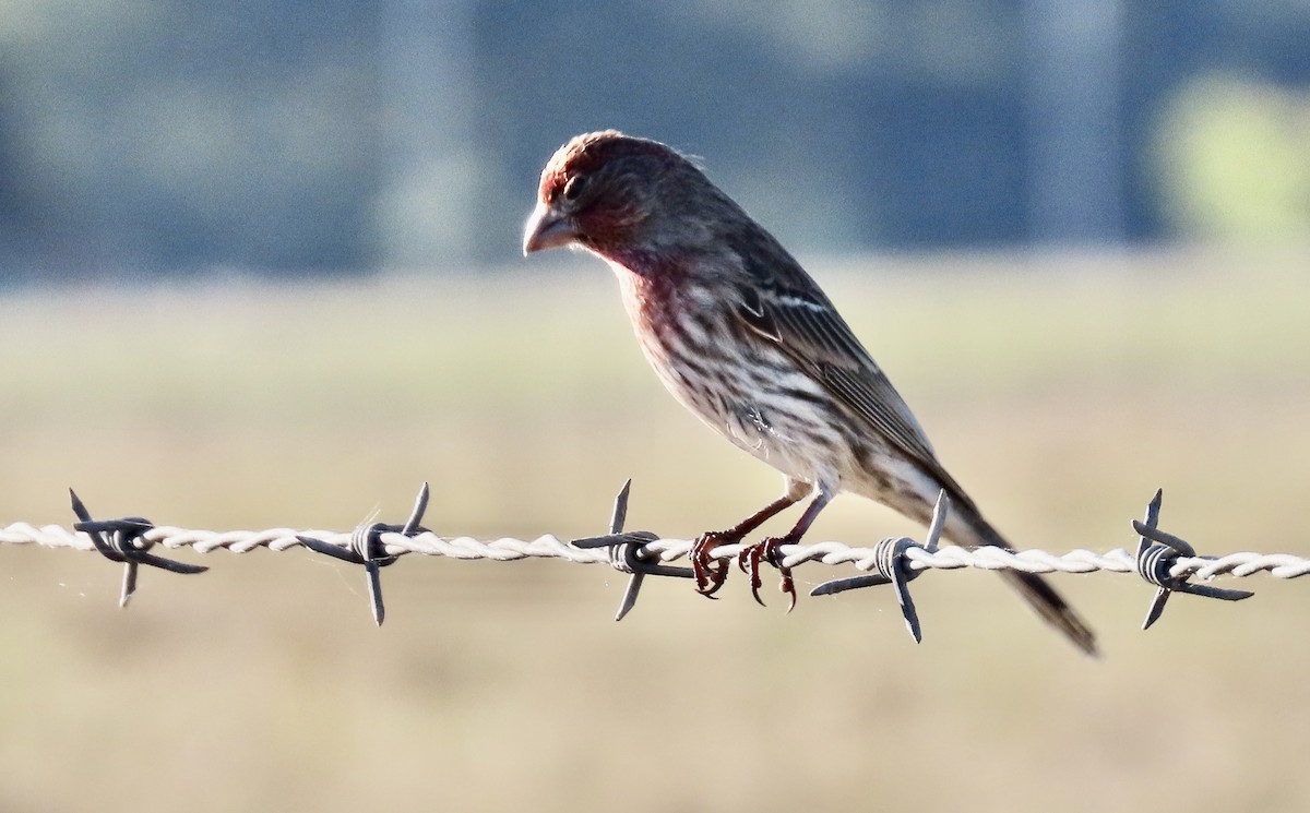 Чечевиця садова - ML644398655