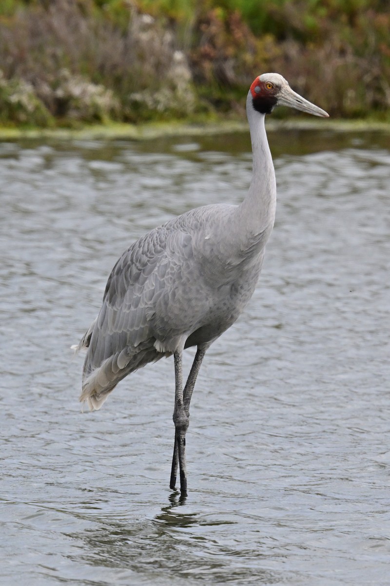 Brolga - ML644398657