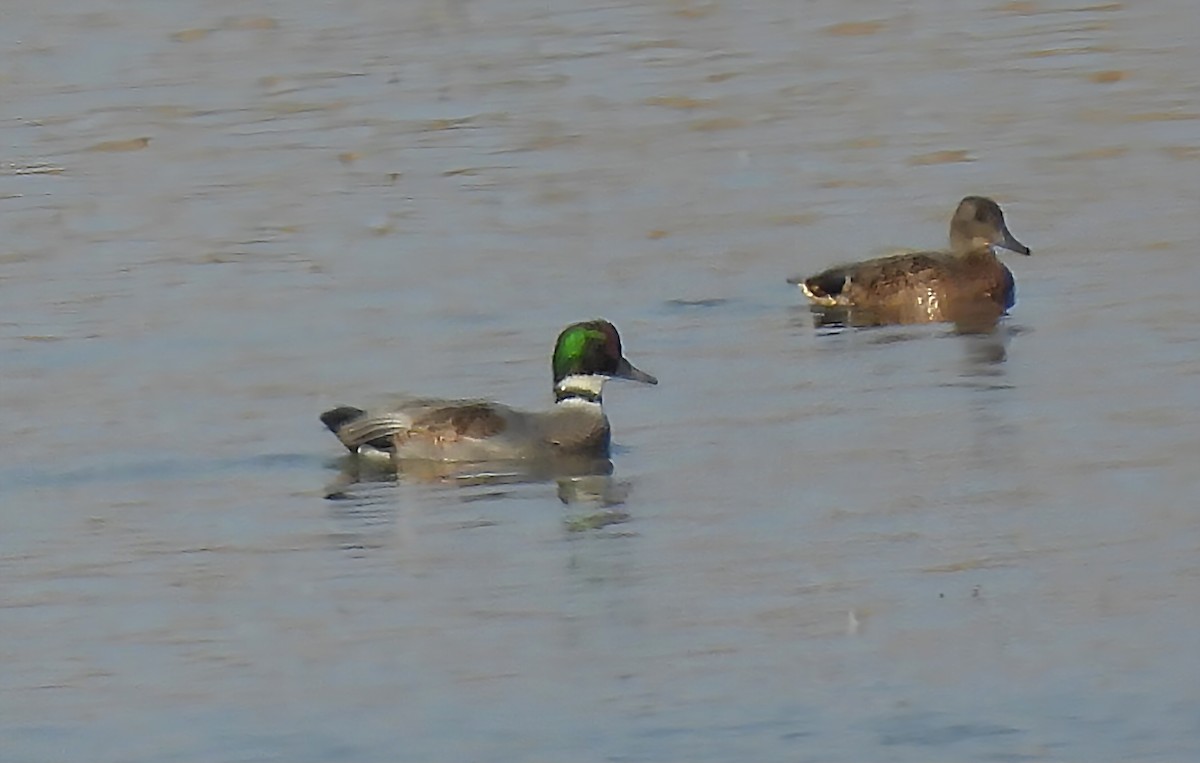 ヨシガモ - ML644398665