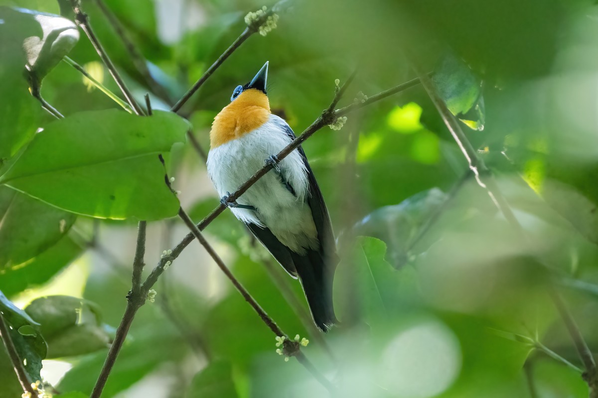Ochre-collared Monarch - ML644398667