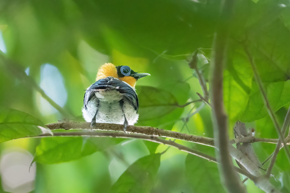 Ochre-collared Monarch - ML644398668