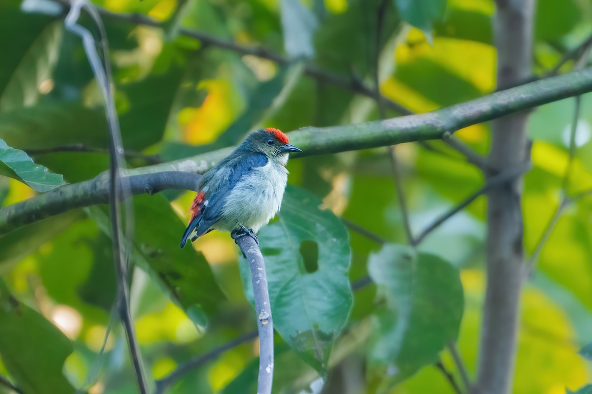 Red-capped Flowerpecker - ML644398675