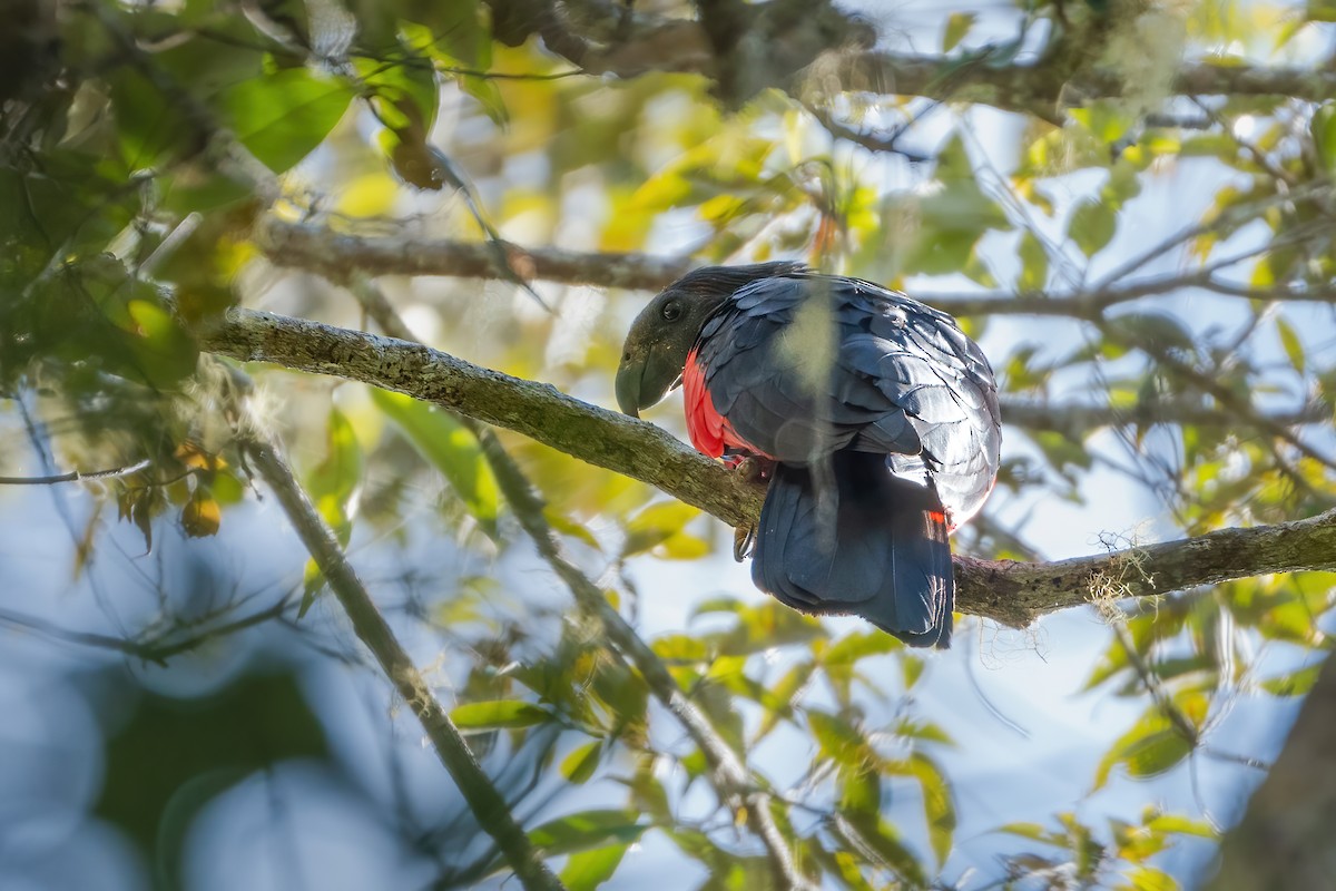 Pesquet's Parrot - ML644398721