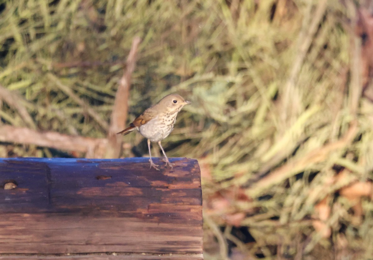 Hermit Thrush - ML644398730