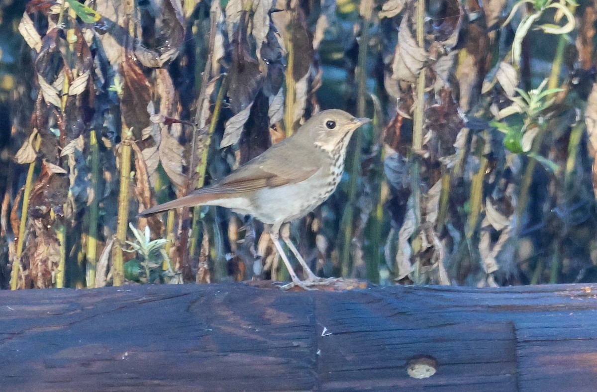 Hermit Thrush - ML644398731
