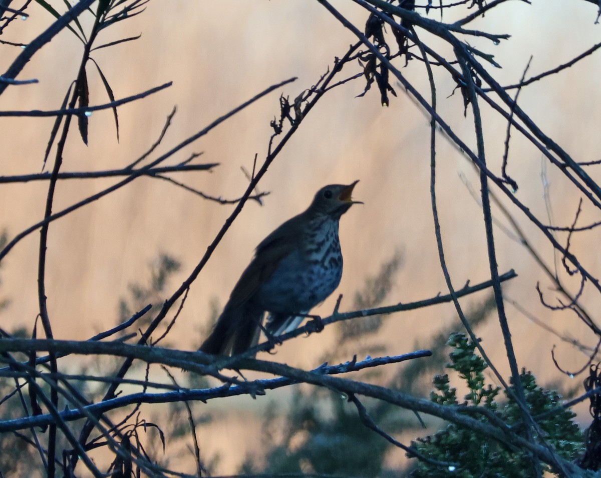 Hermit Thrush - ML644398732