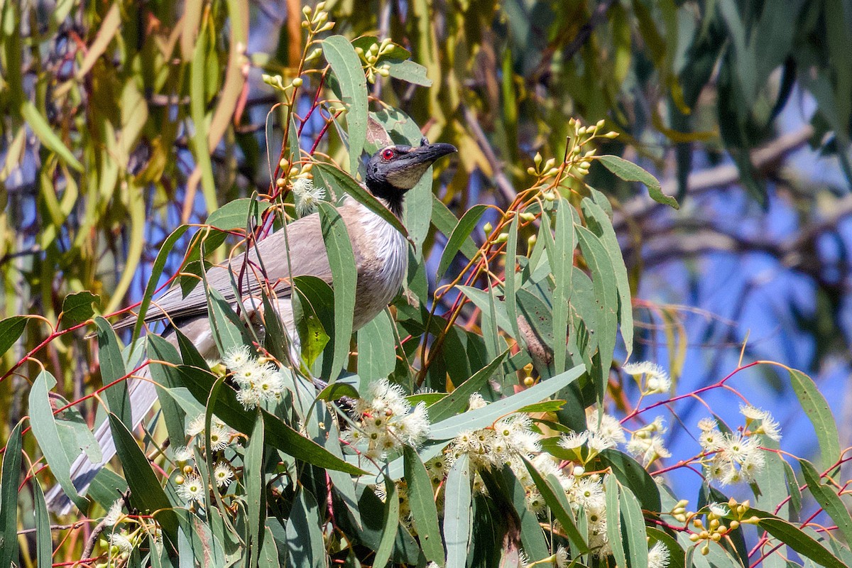 Noisy Friarbird - ML644398736