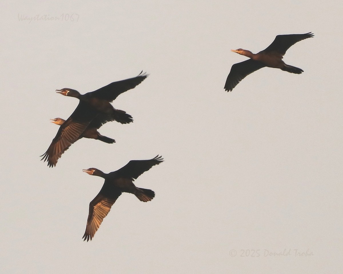 flodskarv - ML644398737