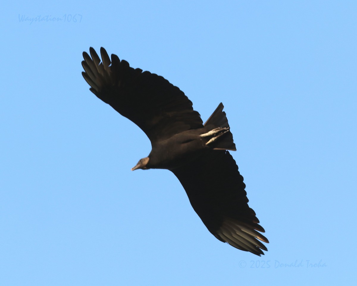 Black Vulture - ML644398738