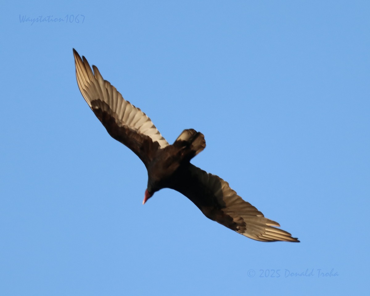 Turkey Vulture - ML644398739