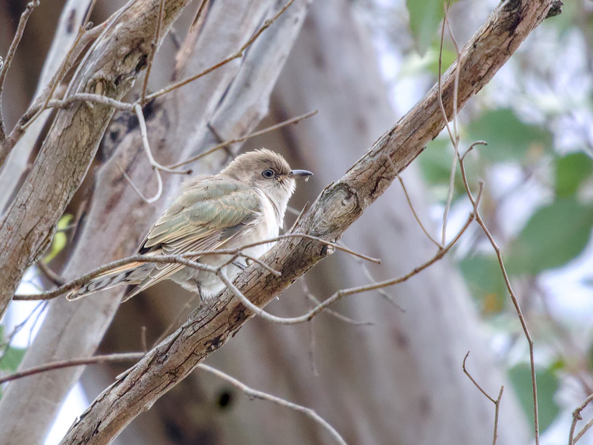 マミジロテリカッコウ - ML644398743