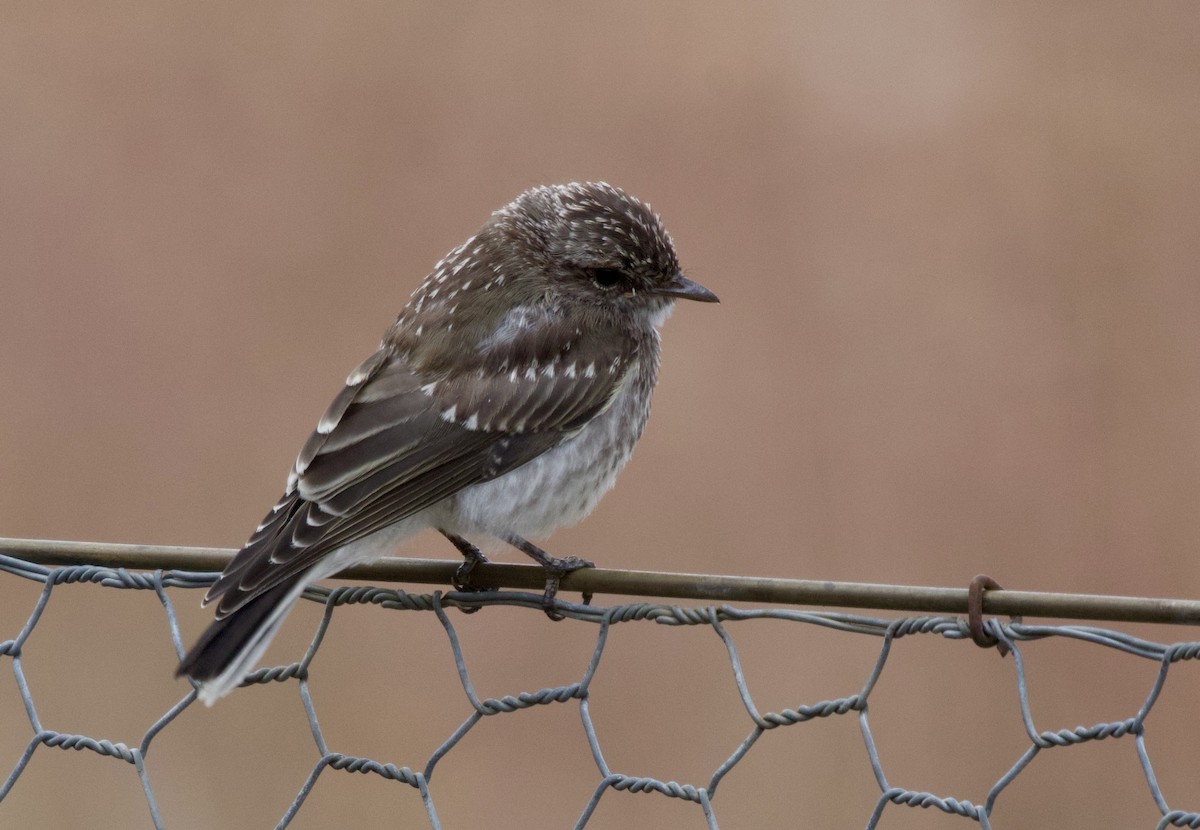 Weißschwanzschnäpper - ML644398749