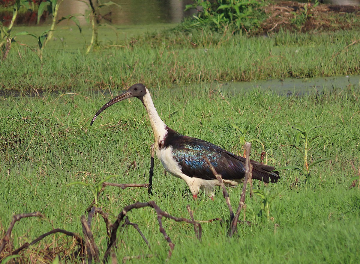 Straw-necked Ibis - ML644398758
