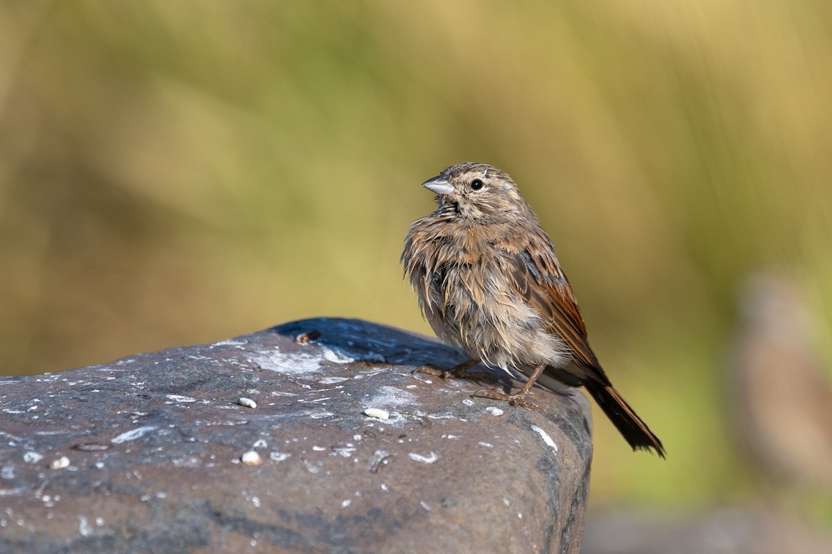 Lark-like Bunting - ML644398762