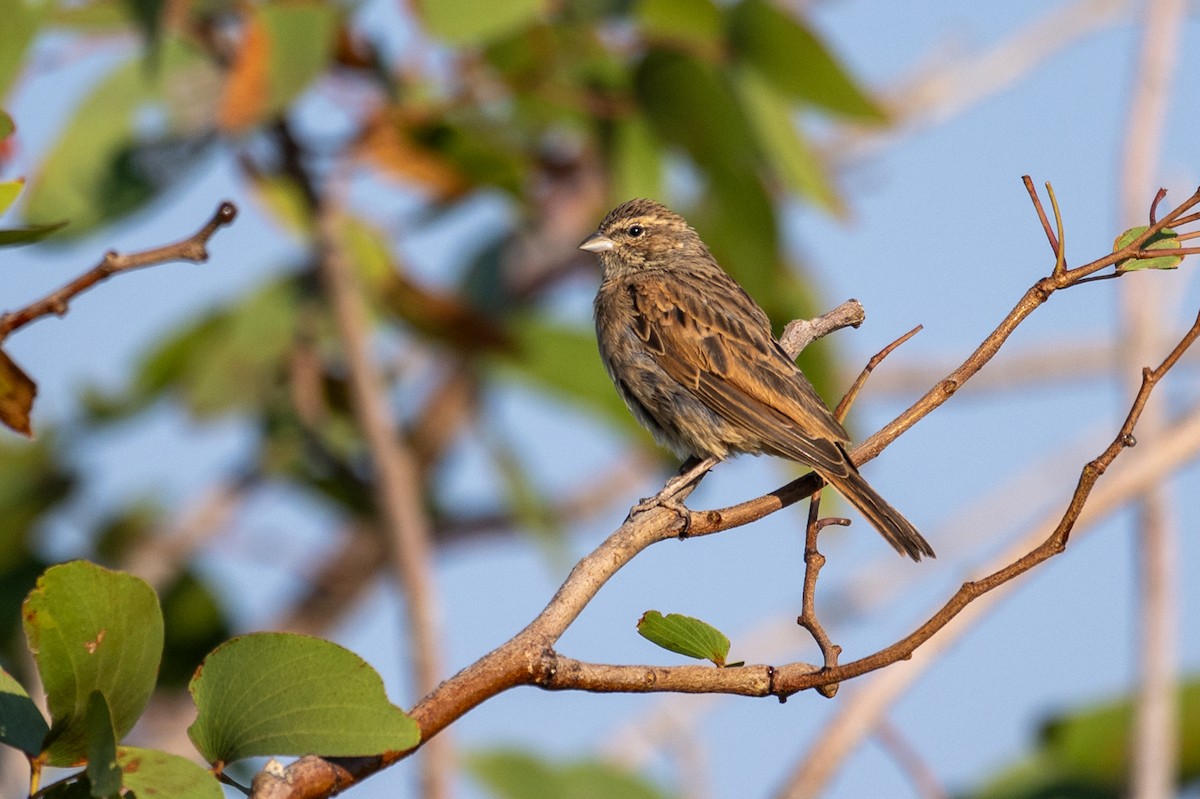 Lark-like Bunting - ML644398763