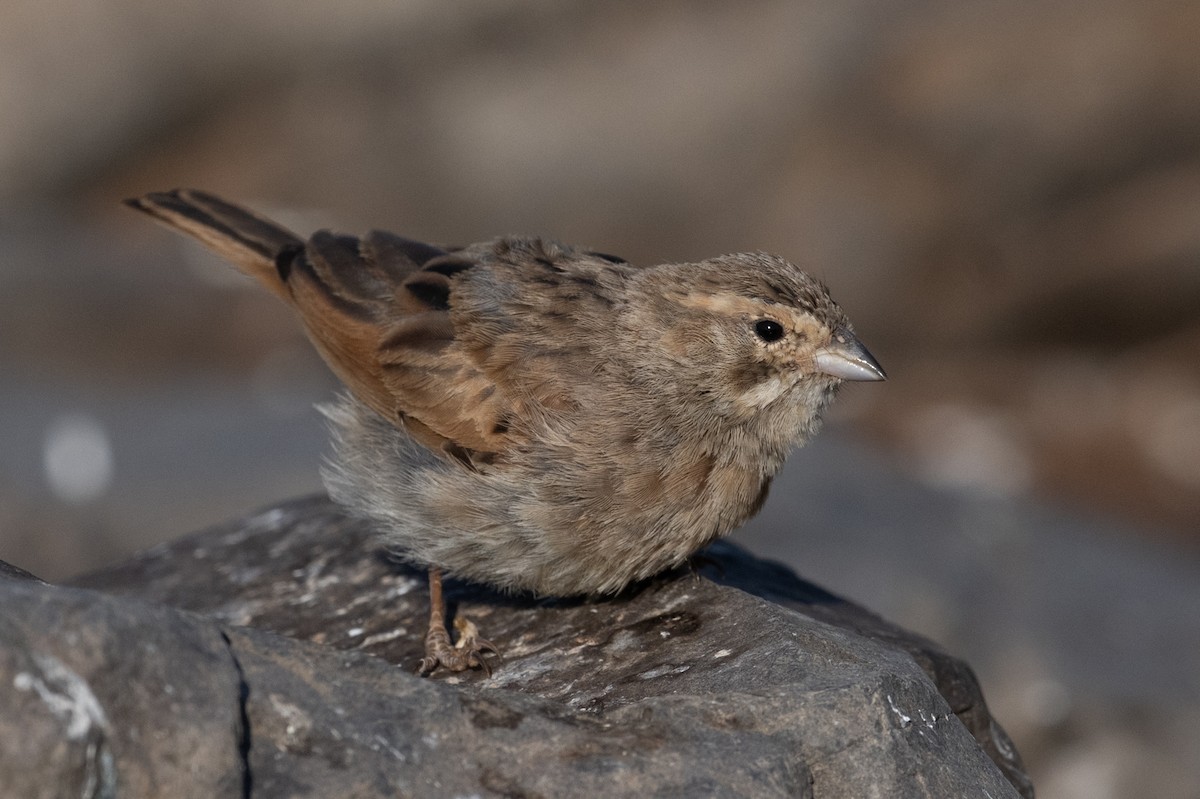 Lark-like Bunting - ML644398764