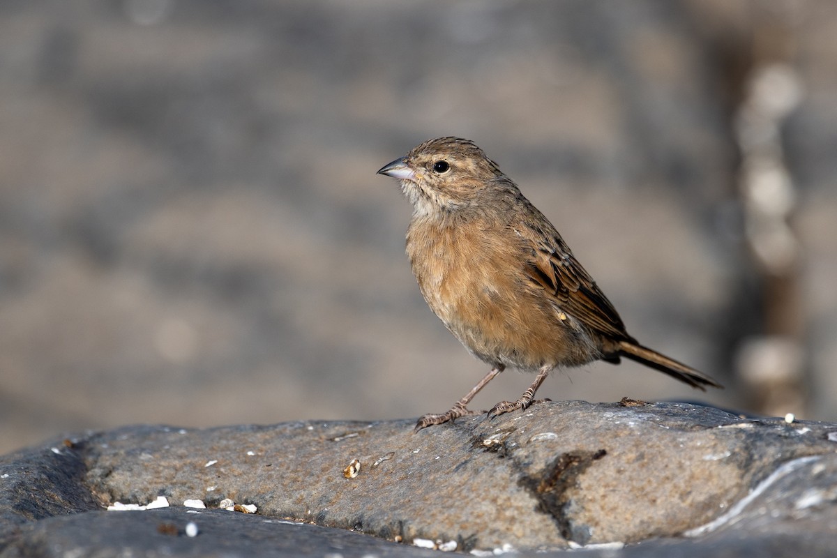 Lark-like Bunting - ML644398765